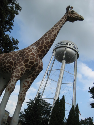OT Delavan giraffe