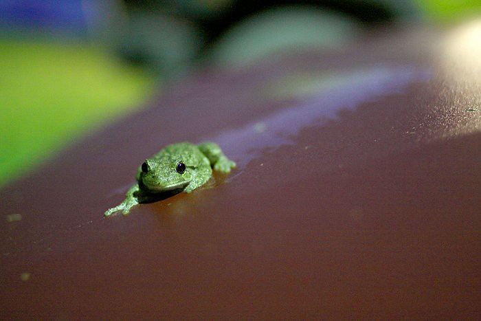 08-06-frog