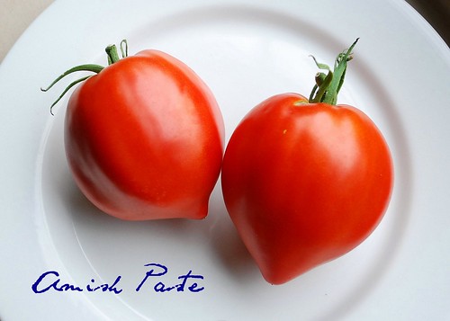 Amish Paste Tomatoes