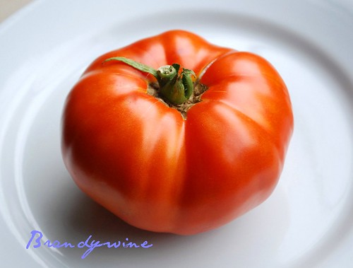 Brandywine Tomato