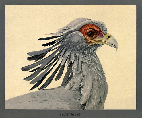 013-Pajaro secretario-Album of Abyssinian birds and mammals 1930- Louis Agassiz Fuertes