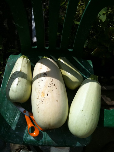 The Allotment August 2010- courgette glut