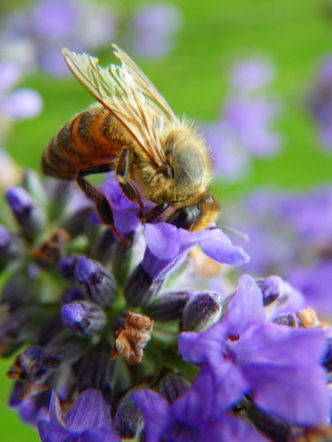Lavender and honeybee