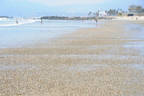 Sea Shells Venice Beach