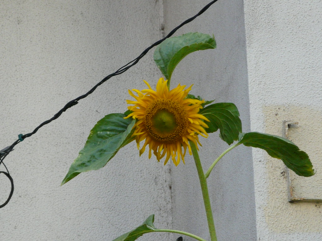 Towering Tethered Sunflowers