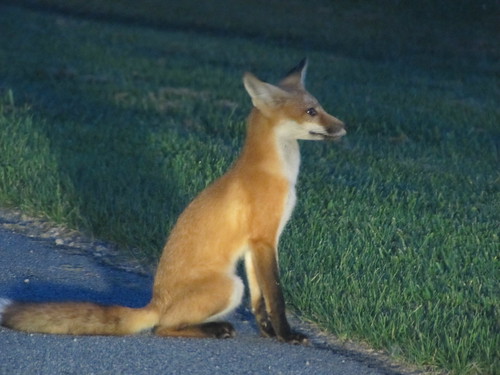 red fox at the boat launch, Westport, NY