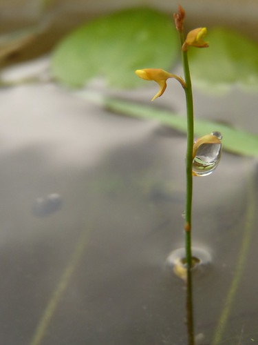 utricularia bifida with a waterdrop