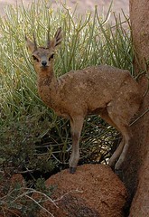 Klipspringer, Koiimassus, Namibia