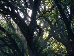 Sun through the Trees