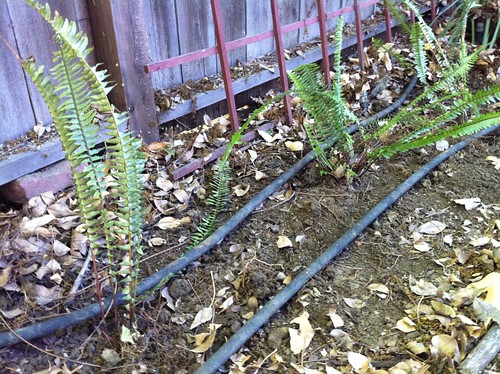 Newly planted sword ferns