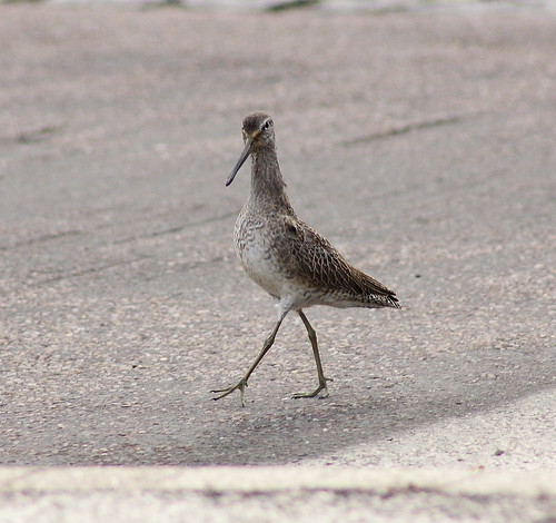 Long Billed Dowitcher crossing