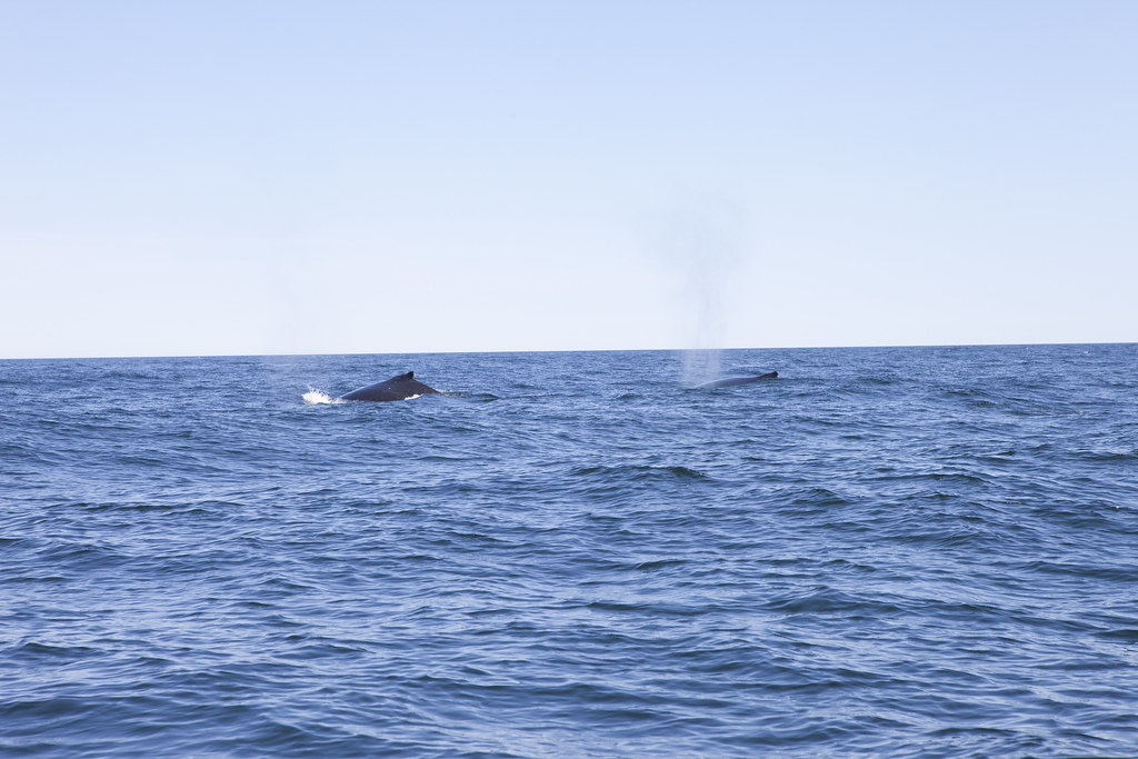 Canadian Whales!