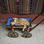 Ricordi di viaggio: un gattino che dorme al souk d'Istanbul
