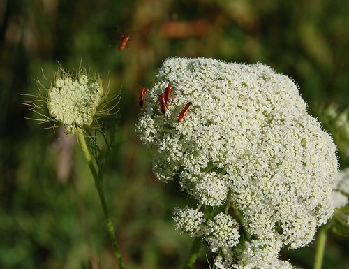 sex mad beetles on carrot flowers