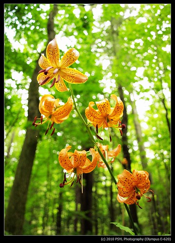 Turk's-cap Lily (Lilium superbum)