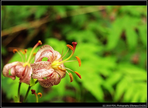 Turk's-cap Lily  (Lilium superbum)