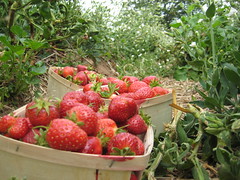 Strawberry 016
