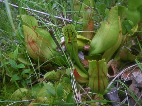 Pitcher plants in alpine bog
