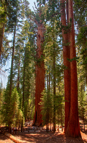 Sequoia National Park 12