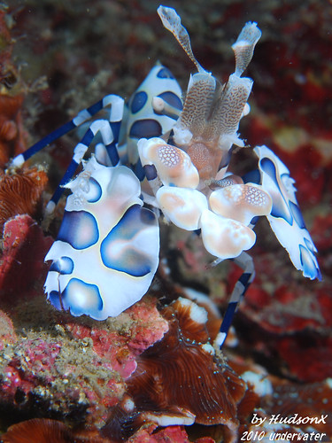 釉彩臘膜蝦-小藍(3)