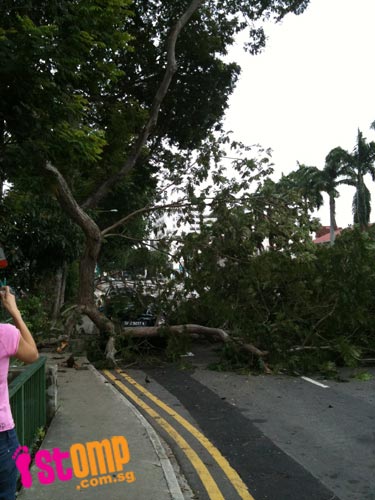 Fallen tree along Macpherson Road blocked morning traffic