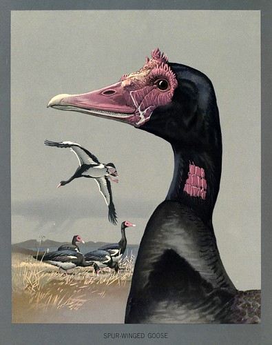 006-Ganso africano de alas largas-Album of Abyssinian birds and mammals 1930- Louis Agassiz Fuertes