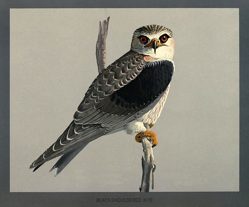 011-Milano de alas negras-Album of Abyssinian birds and mammals 1930- Louis Agassiz Fuertes