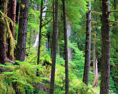 8x10 Redwoods IMG_7824