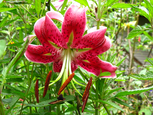 This lily could not be more out of place in my garden.
