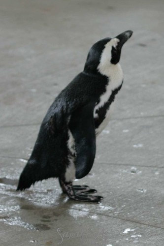 Penguins!!!!!!!!!! Rafiki