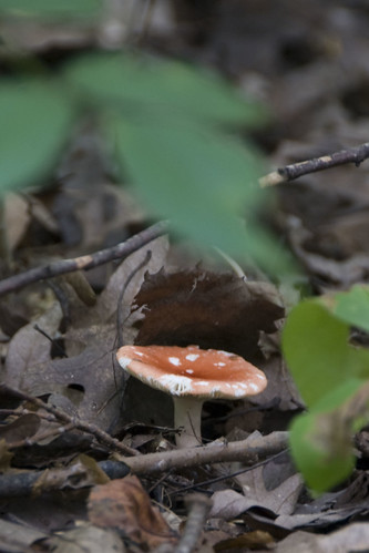 redish mushroom