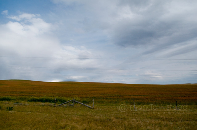 Prairie Fields