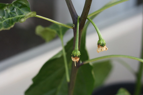 There will be peppers!