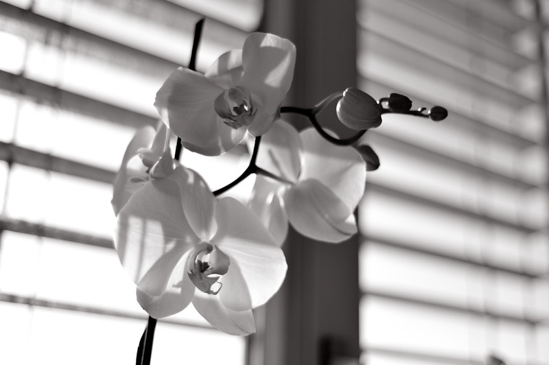 Orchids & blinds