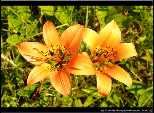 Wood Lilies (Lilium philadelphicum)