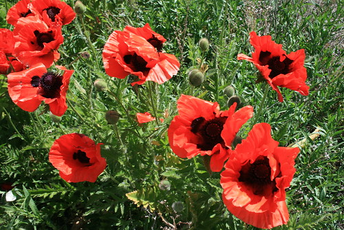Victor, ID Poppies