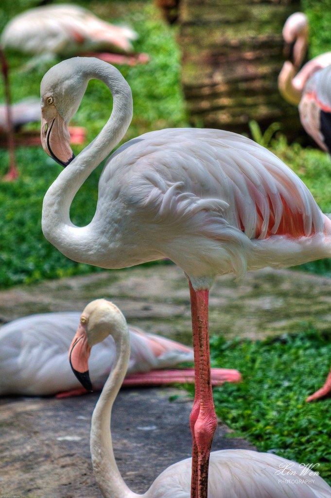 Flamingoxw