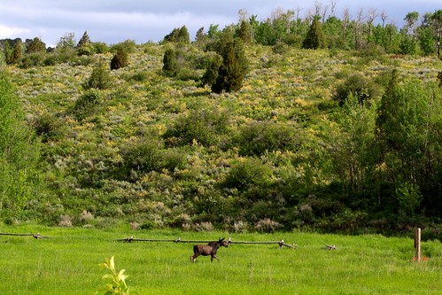 Moose in Meadow