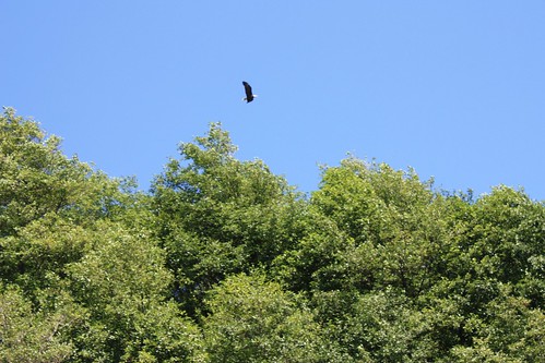 One of the park's eagles.  Wish I could have zoomed in farther.