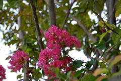 Crype Myrtle