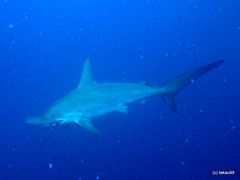 Hammerhead Shark, Mikomoto Japan