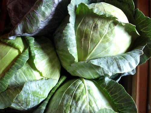 beautiful cabbage