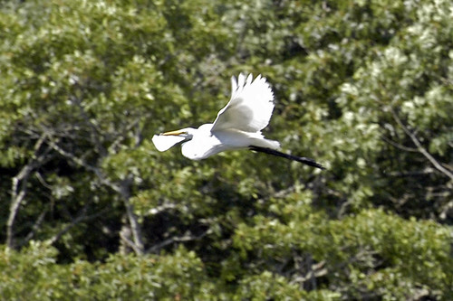 egret flying pocasset IV