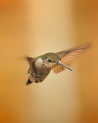Ruby-throated Hummingbird - Female