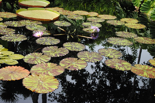 Water Lilies and the world in reflection
