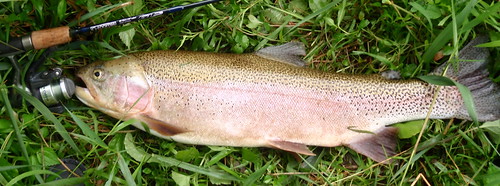 Pennsylvania trout, what a catch