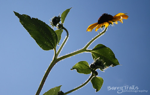 226-sunflower 2