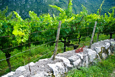 Alpine vineyards