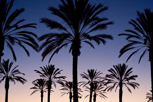Palm Tree Sunset Mexi-Cali Border