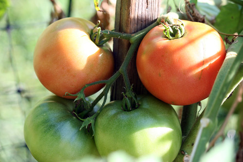 tomatoes on the vine 3